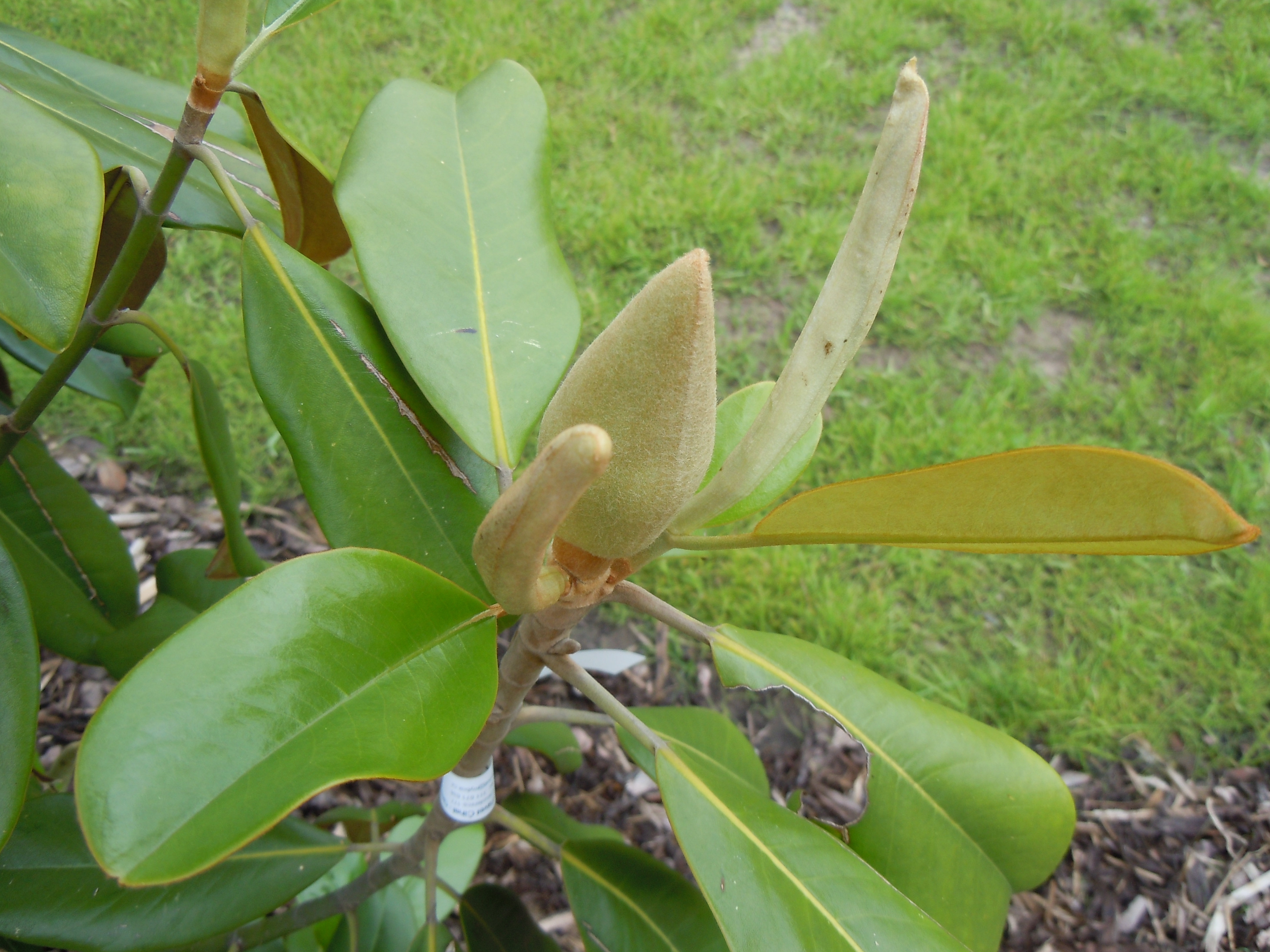 Another Magnolia Flower Buds Pavel S
